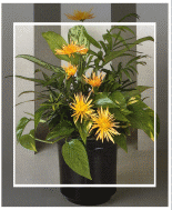 Foliage & Blooming Plants